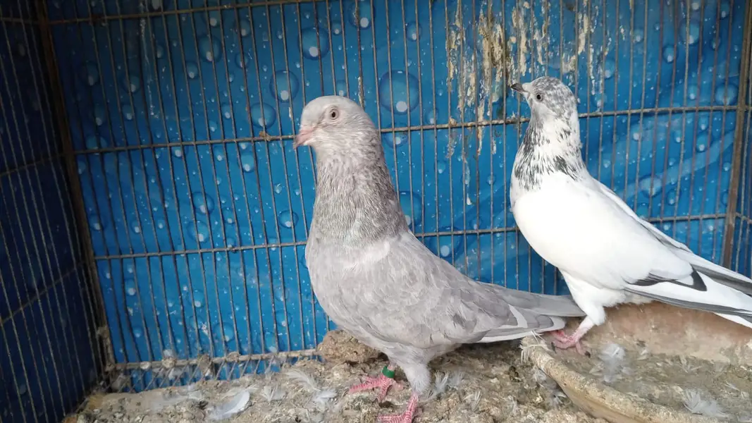breeder pairs contact whatsap 03122310790 — photo 9