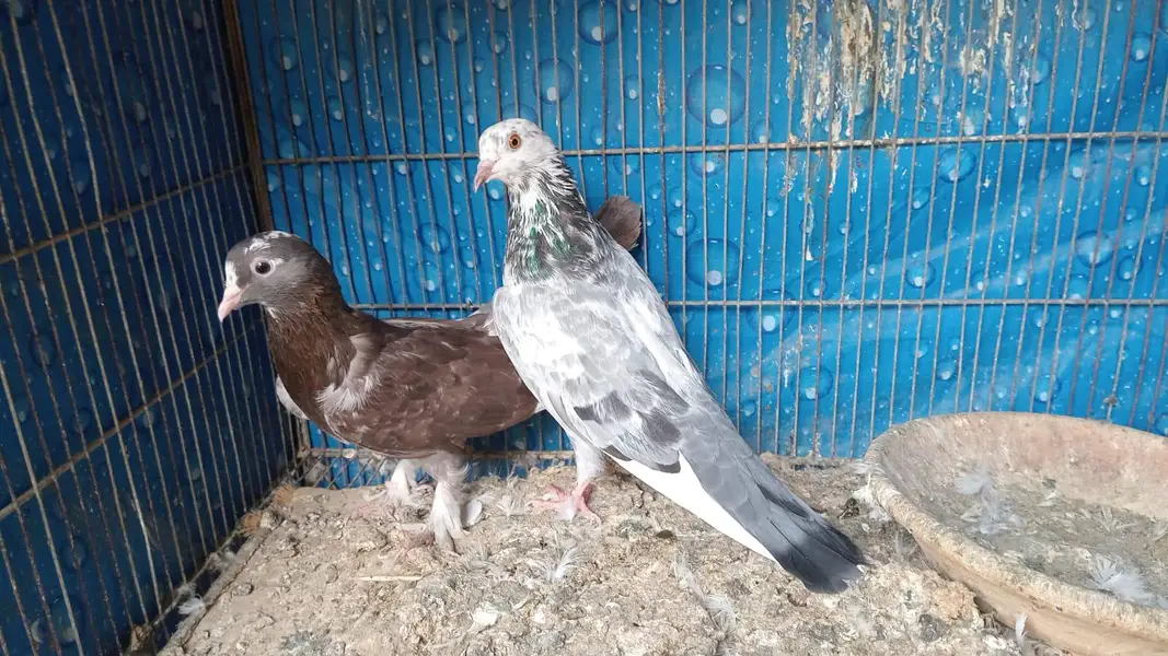 breeder pairs contact whatsap 03122310790 — photo 10