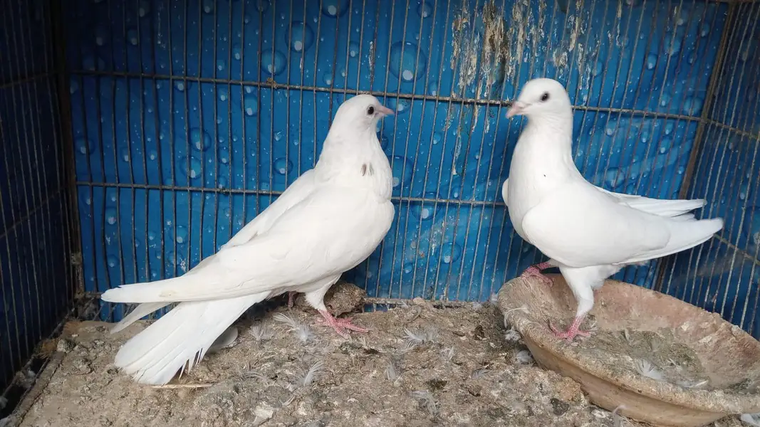 breeder pairs contact whatsap 03122310790 — photo 11