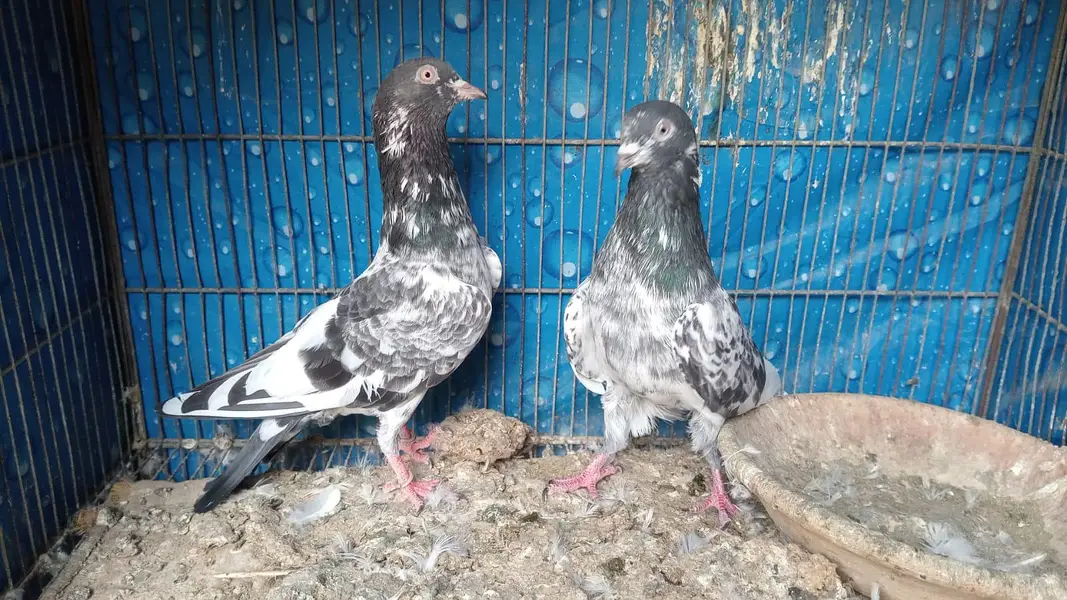 breeder pairs contact whatsap 03122310790 — photo 12