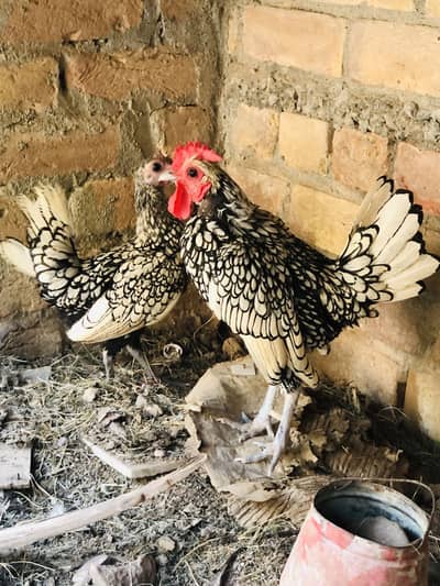 Silver sebrights pair aseel 3 males