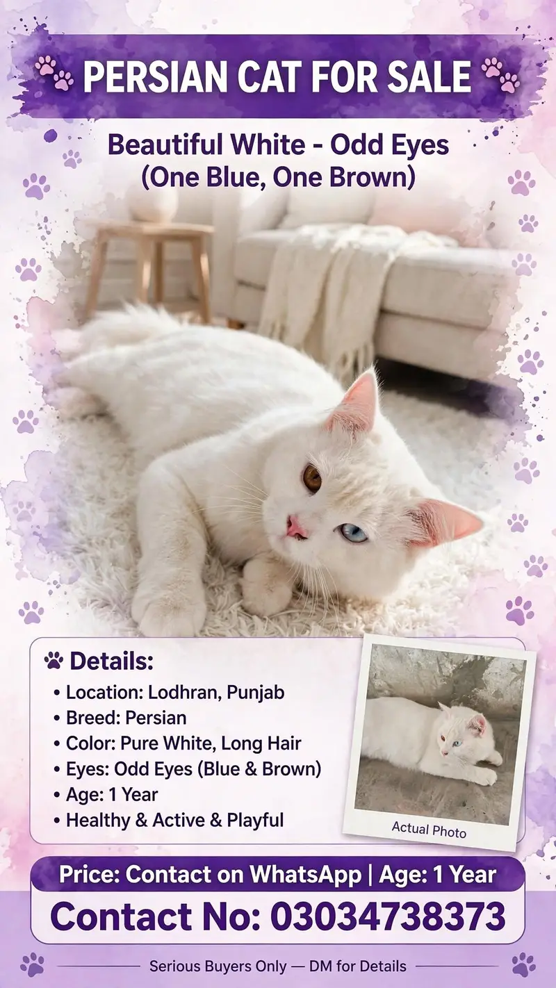 Pure White Persian Cat - Rare Odd Eyes - Litter Trained 2 — photo 2