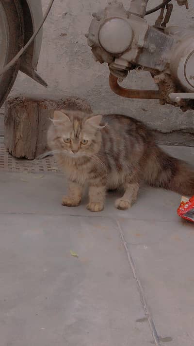 Pershion cat