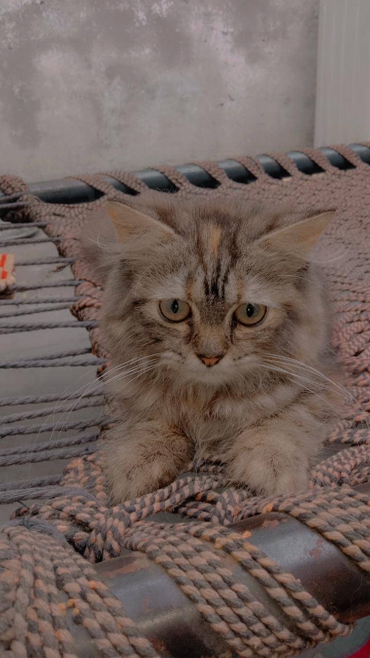 Pershion cat 1