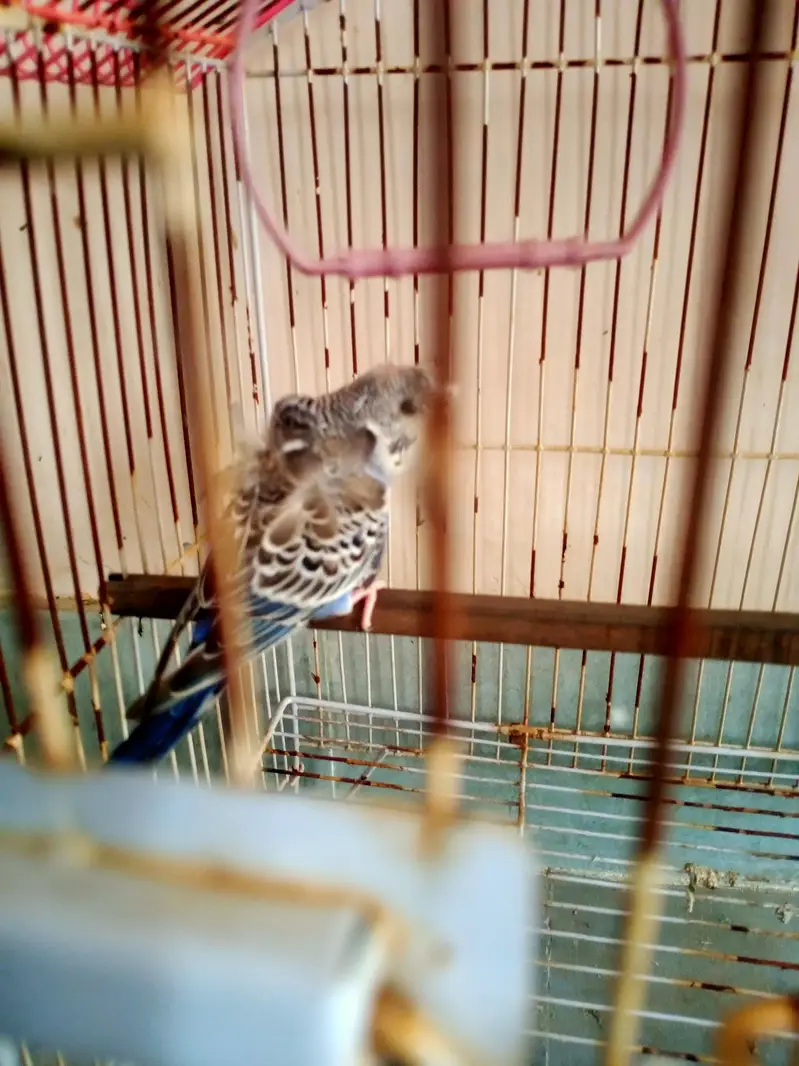 Hogoromo Male — photo 2