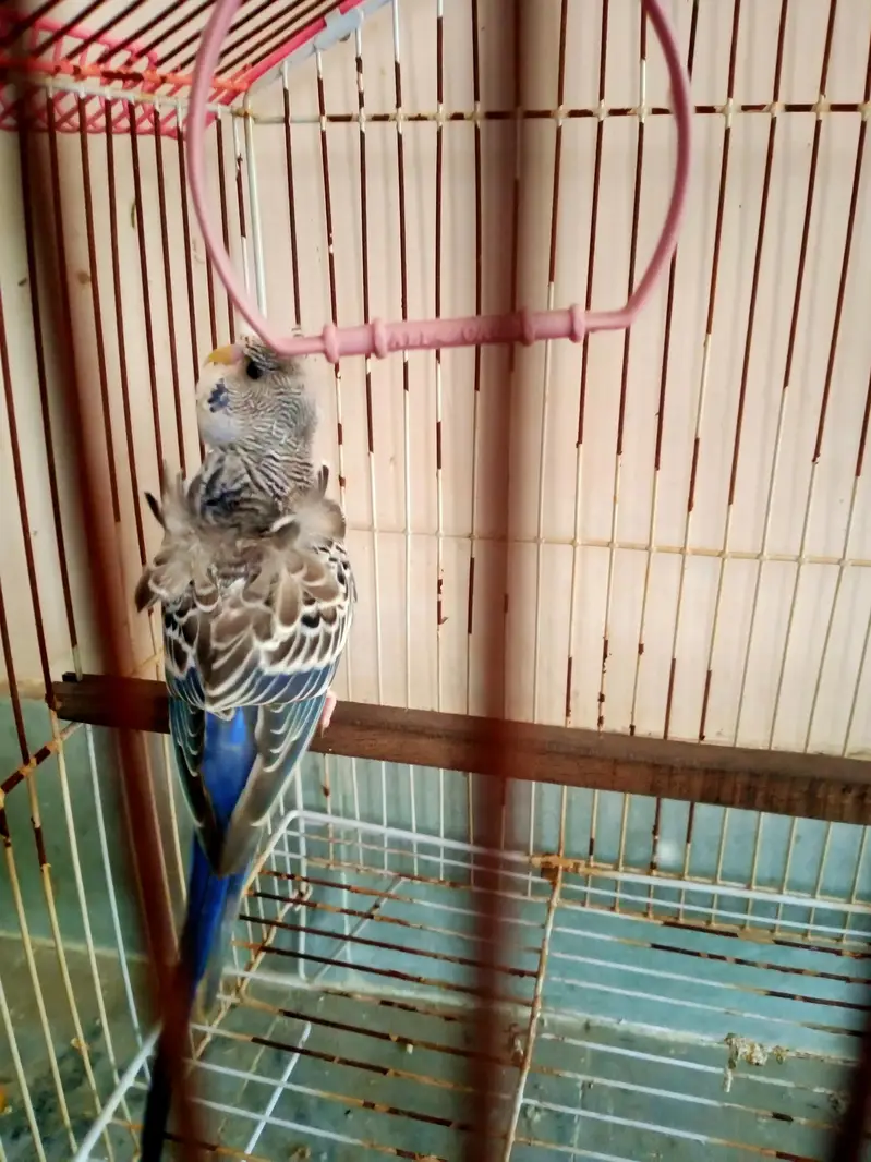Hogoromo Male — photo 3