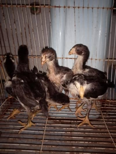 6 Thai shamo cross chiks home breed ha pr pis 4500