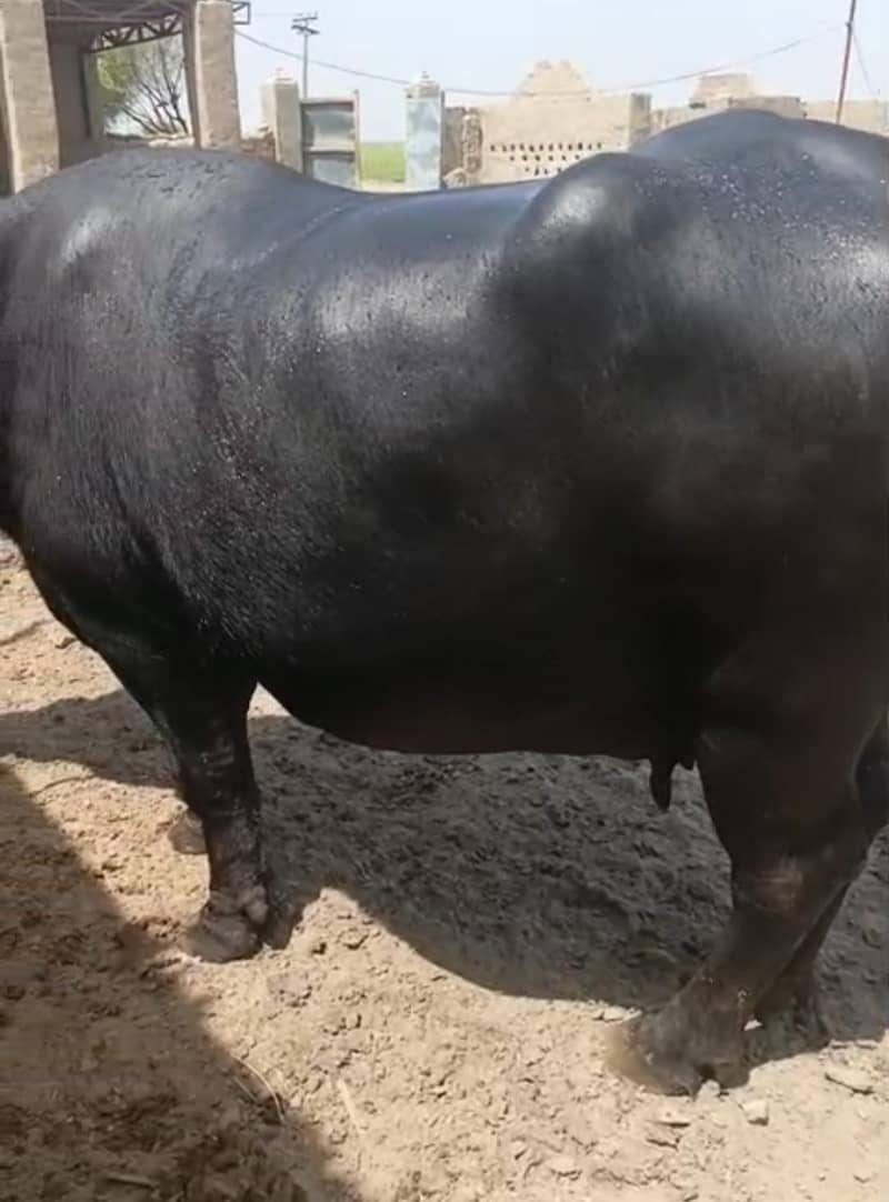 buffalo 0