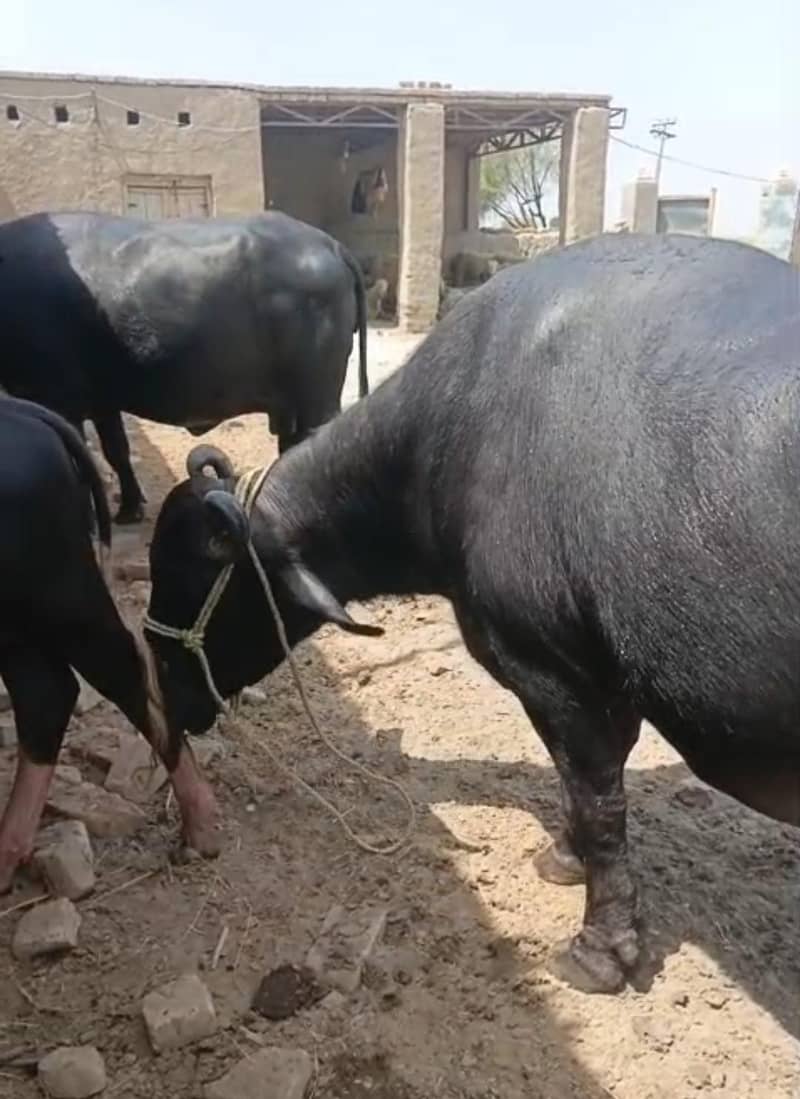 buffalo 1