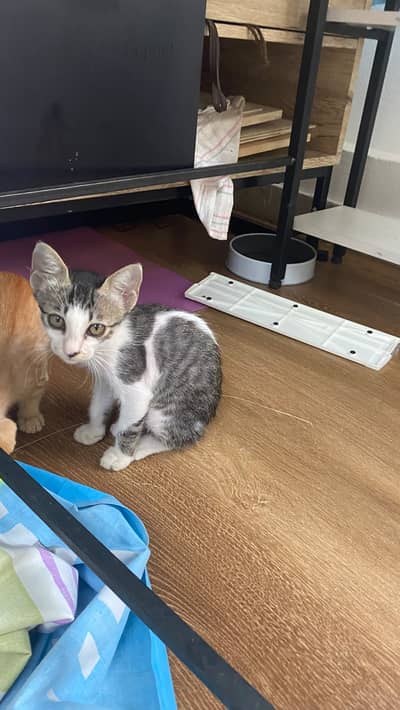 A highly intelligent and handsome kitten