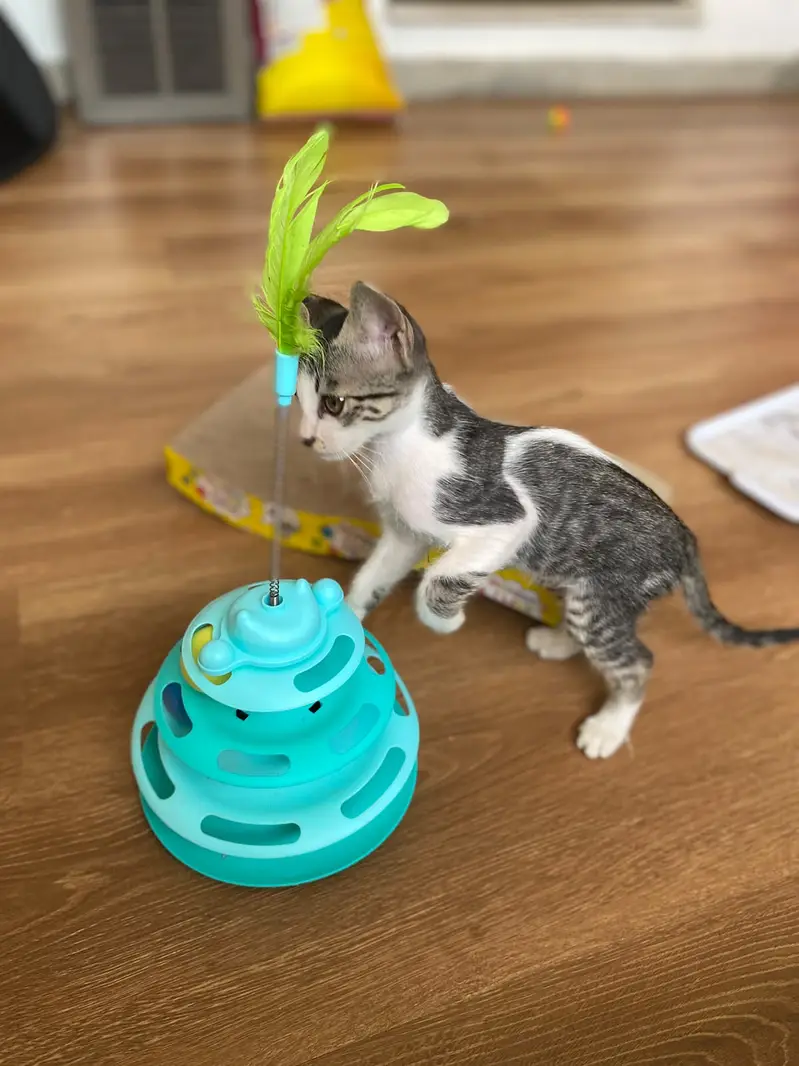 A highly intelligent and handsome kitten — photo 2