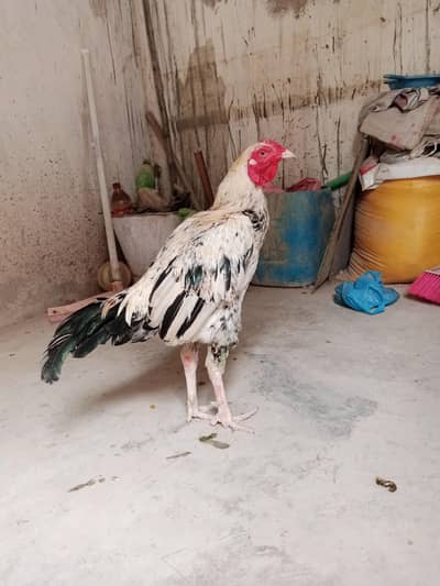 murga sale krna he Masha Allah active he