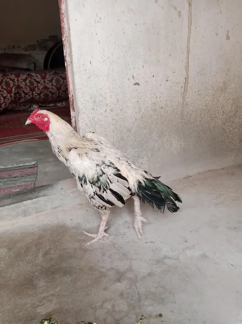 murga sale krna he Masha Allah active he — photo 4