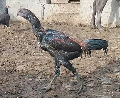 black dragon male for sale