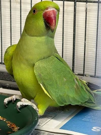 Green Parrots