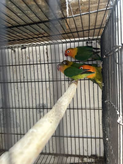 Love BirdBreeding pairs for sale