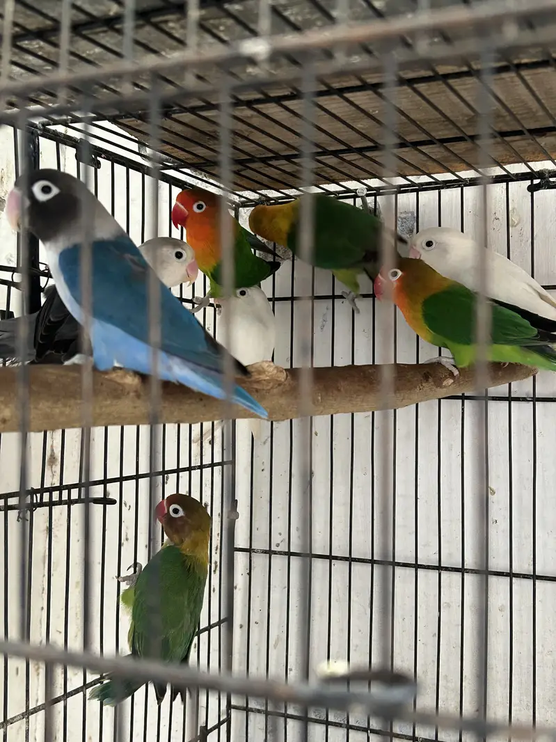 Love BirdBreeding pairs for sale — photo 2
