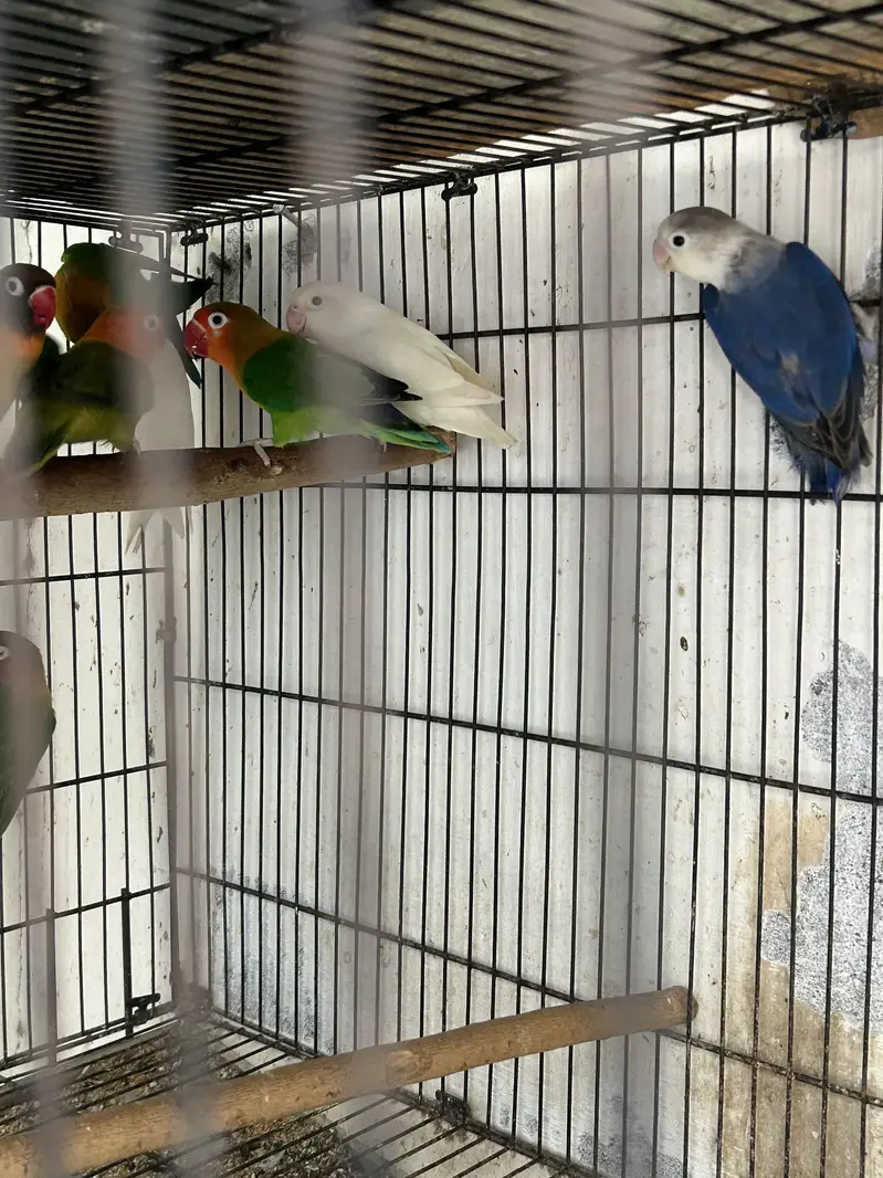 Love BirdBreeding pairs for sale — photo 3