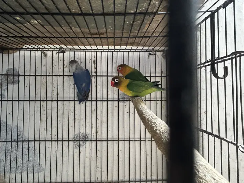 Love BirdBreeding pairs for sale — photo 4