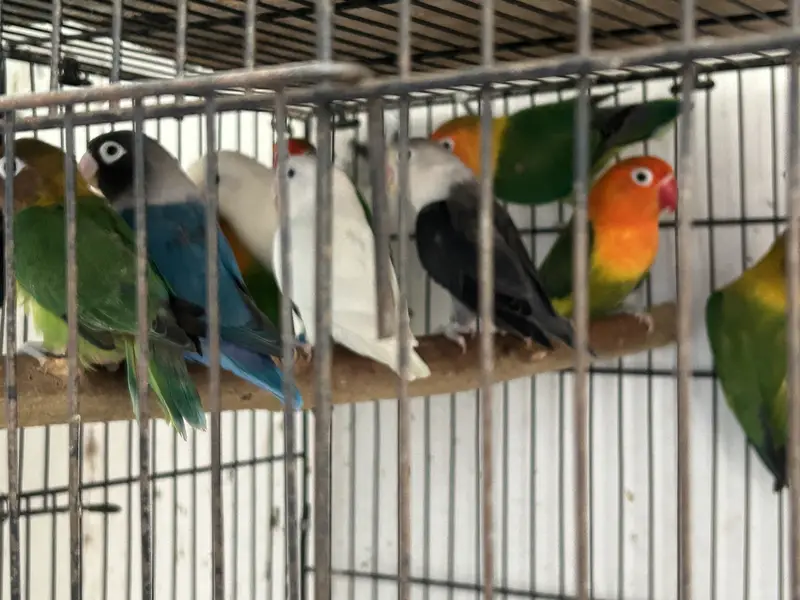 Love BirdBreeding pairs for sale — photo 5
