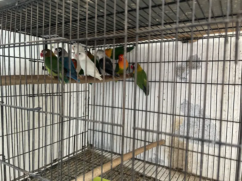 Love BirdBreeding pairs for sale — photo 6
