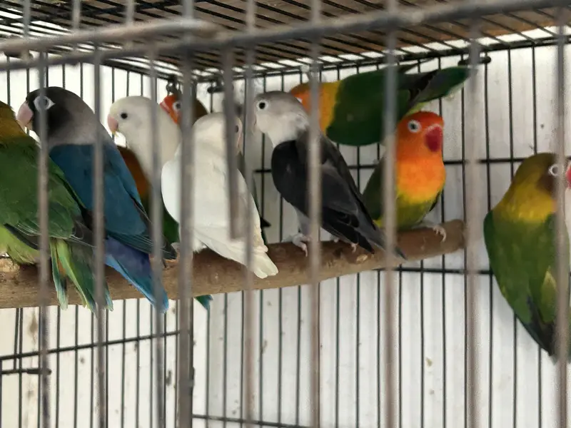 Love BirdBreeding pairs for sale — photo 7