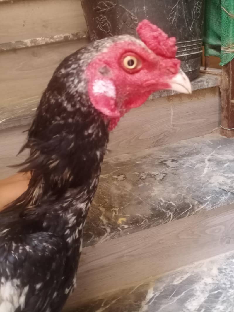 aseele murgha 0
