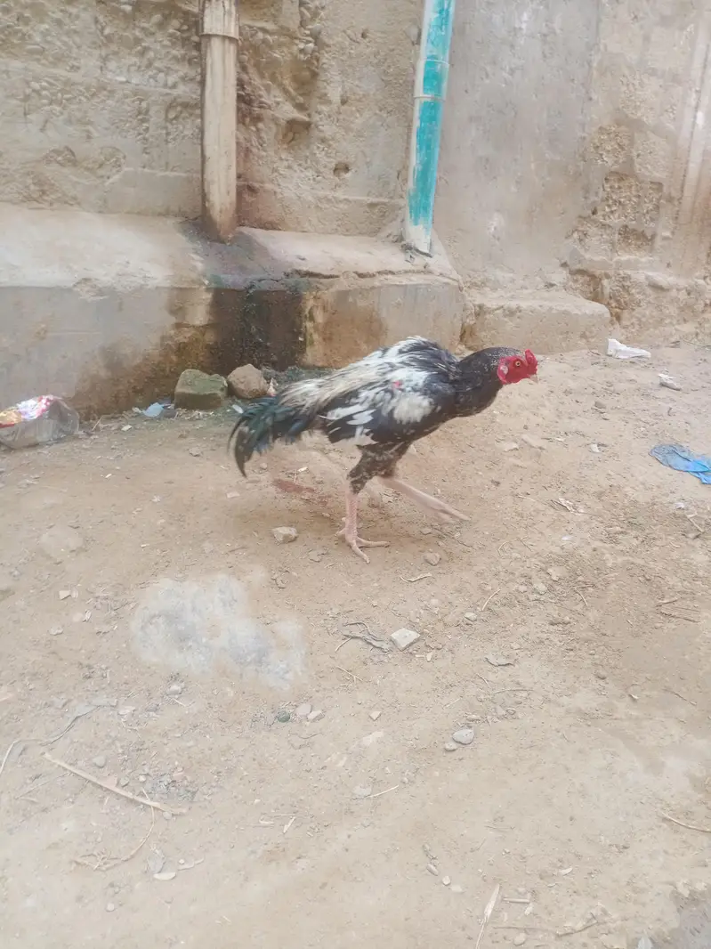 aseele murgha — photo 4