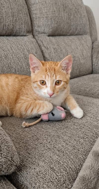 A cute kitten for adoption