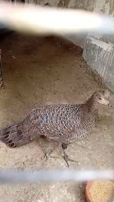 Rare grey peacock pheasant pair