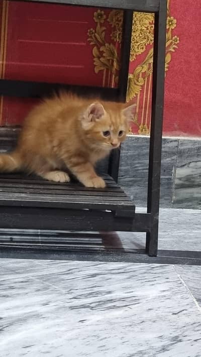 kitten for sale (pair)