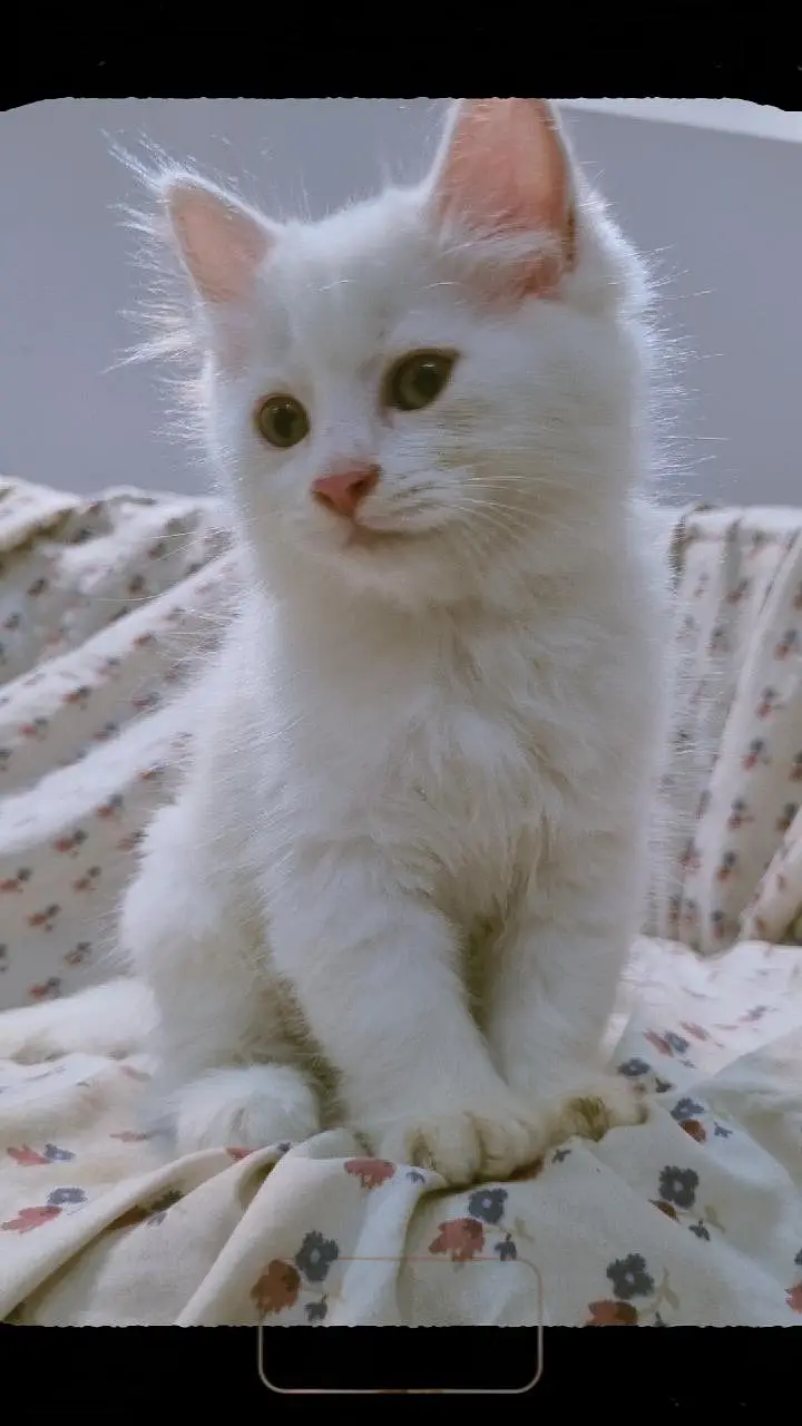 kitten for sale (pair) — photo 2