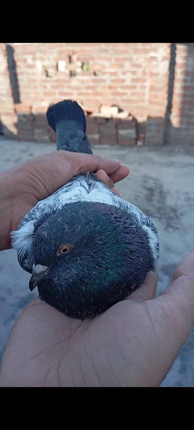 breedar Bird