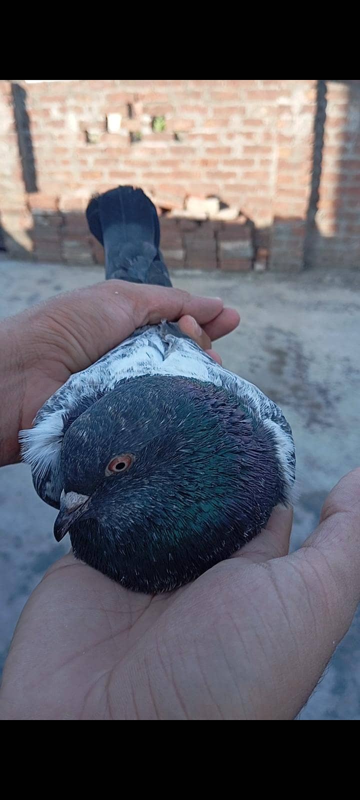 breedar Bird 0