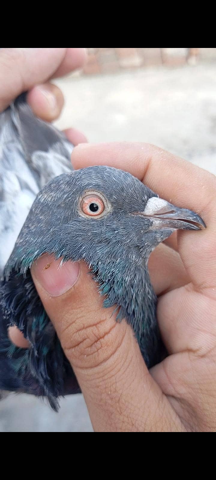 breedar Bird 1