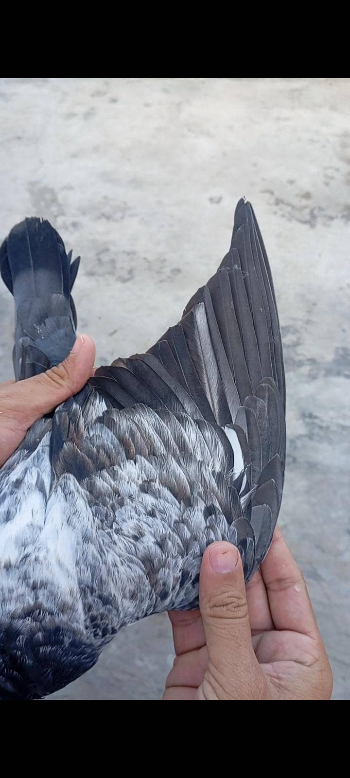 breedar Bird 2