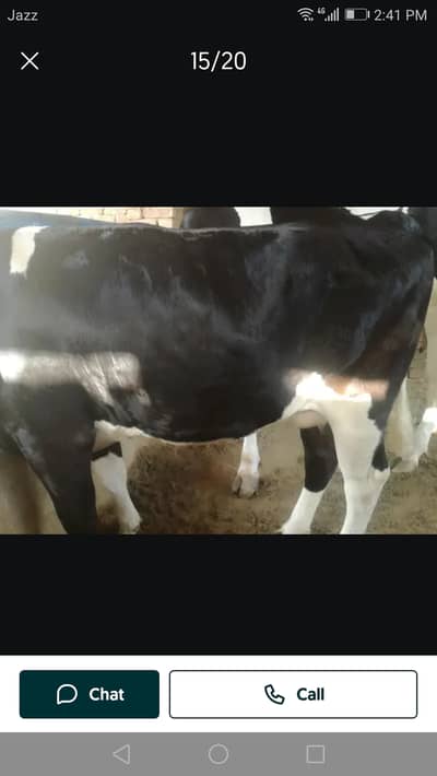 Red and white cow
