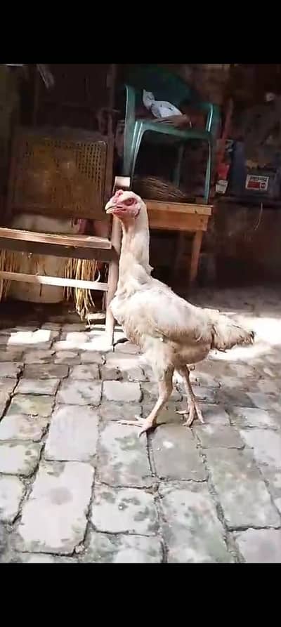 shamo aseel03234567679