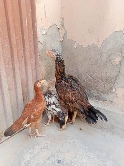 aseel with chiks