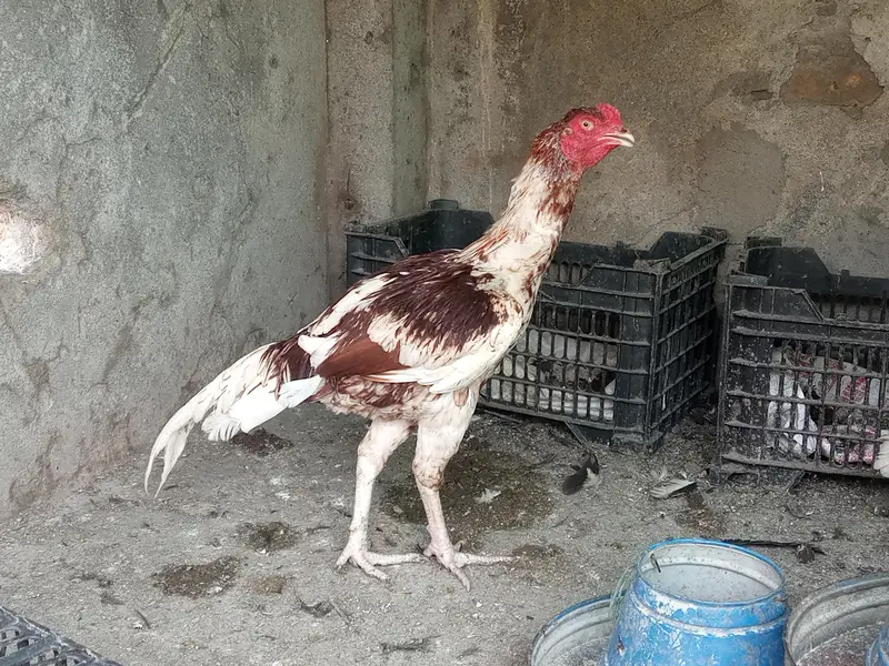 Chitta Lakha Aseel Patha - 8 Months - Lambi Gardan - Pindi — photo 3