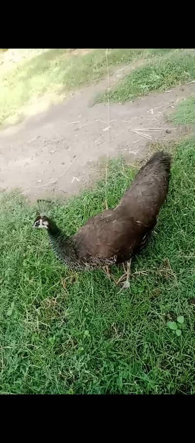 female peacock