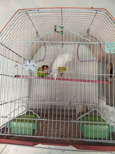 lovebirds