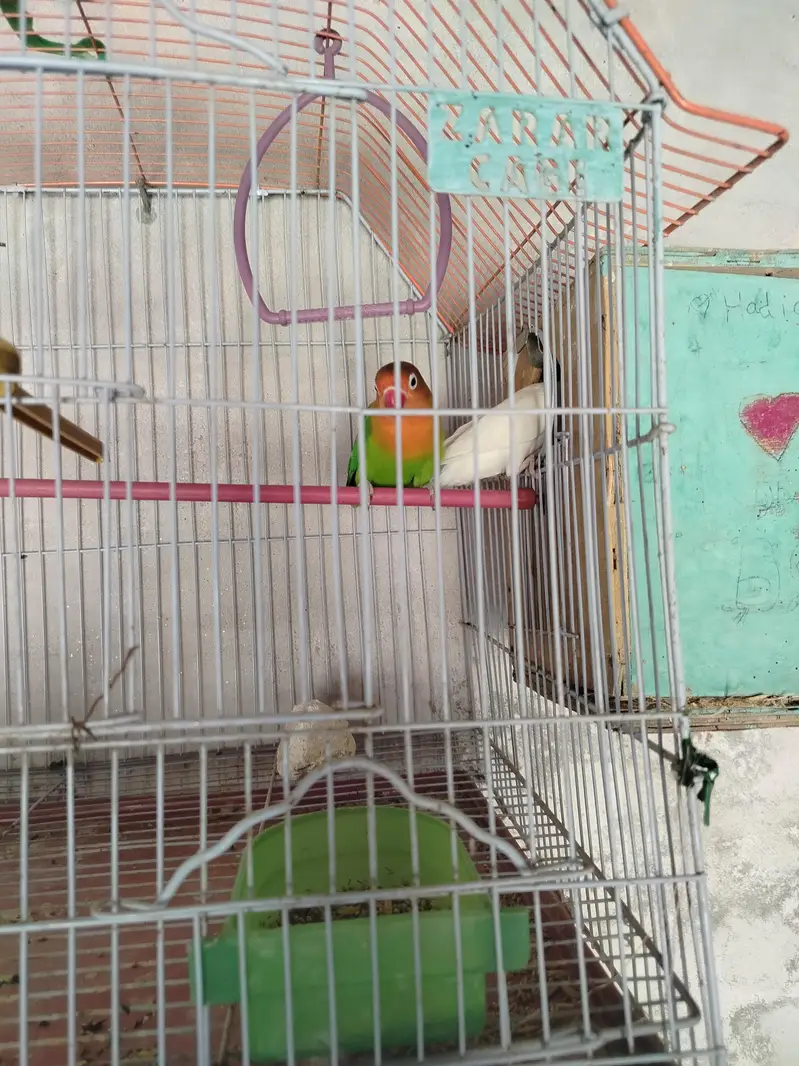 lovebirds — photo 2