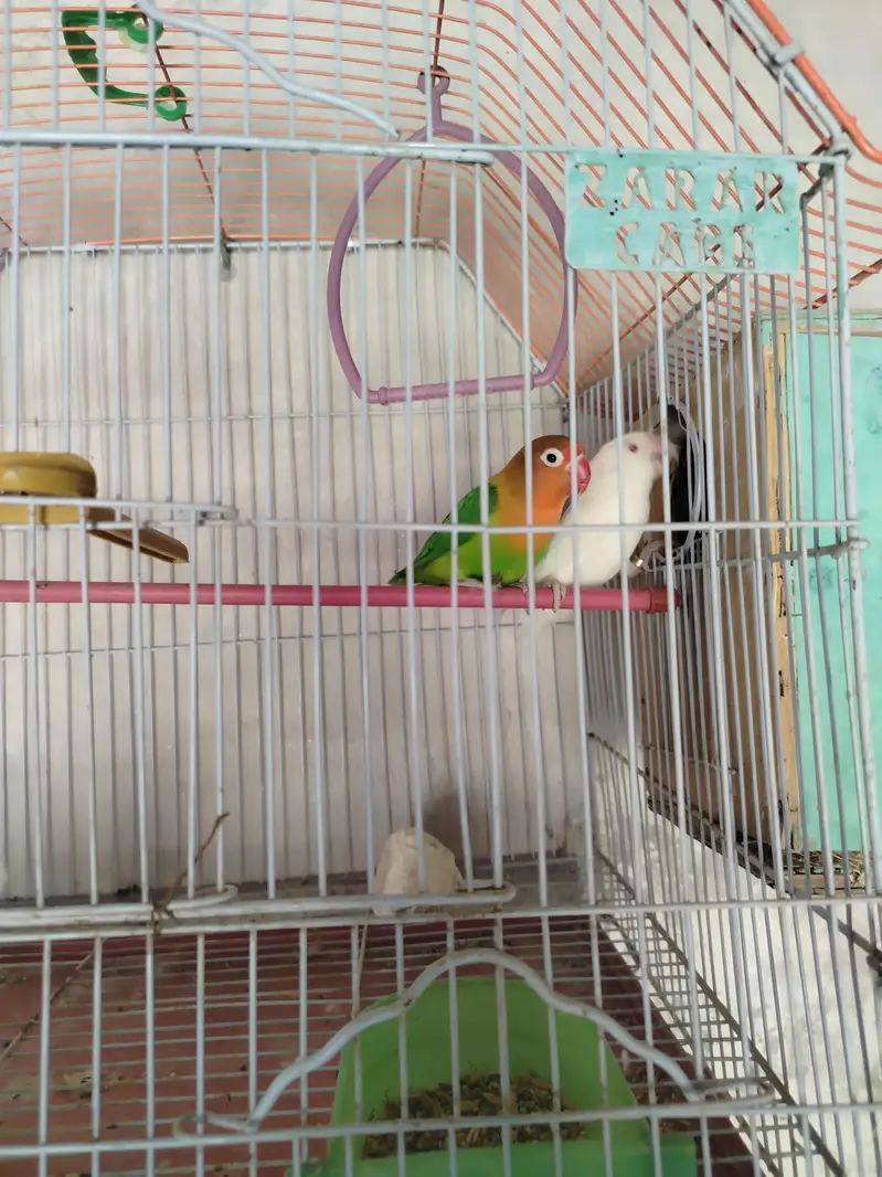 lovebirds — photo 3
