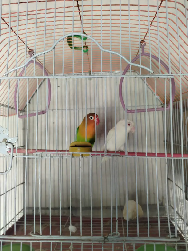 lovebirds — photo 4