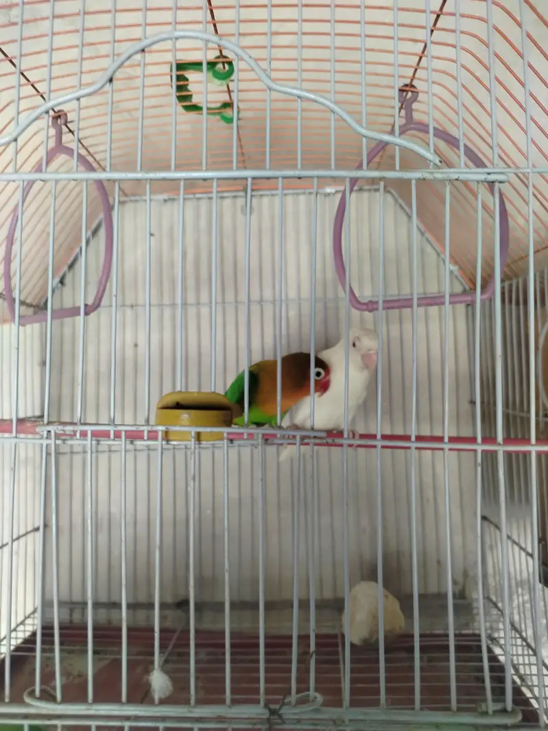 lovebirds — photo 5