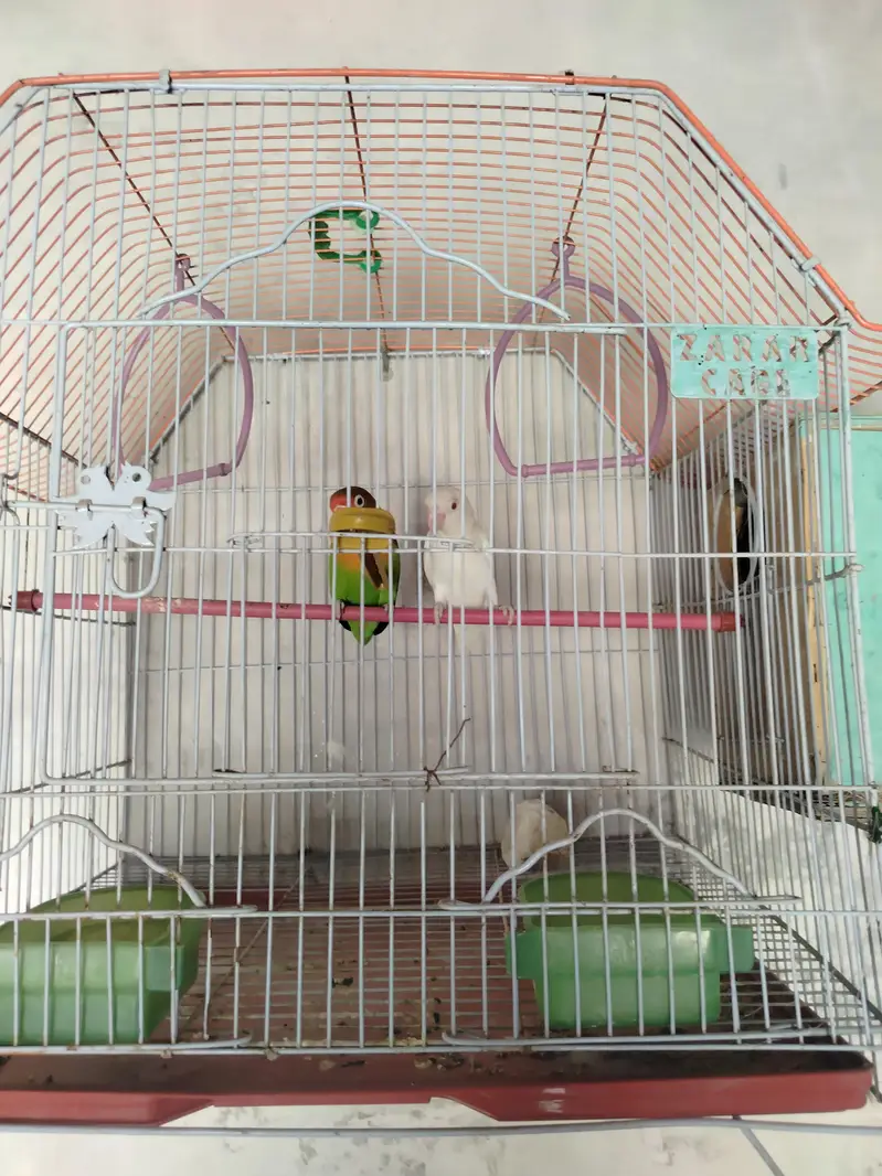 lovebirds — photo 6