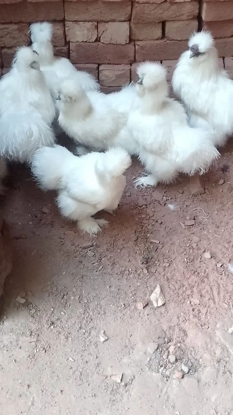 White silky eggs
