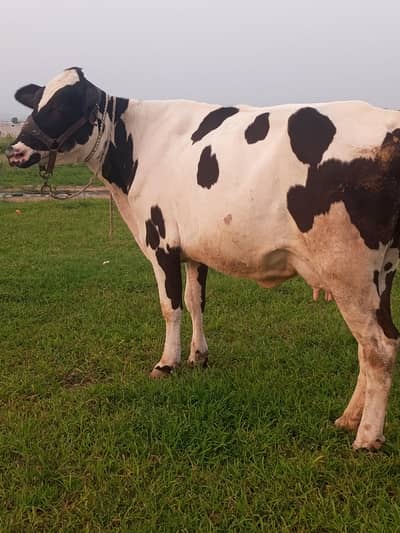 cow bahut khubsurat hai acchi nasl ki hai