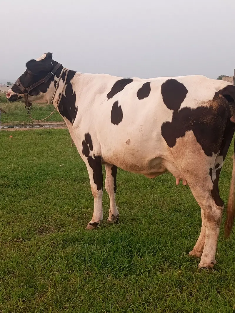 cow bahut khubsurat hai acchi nasl ki hai — photo 2